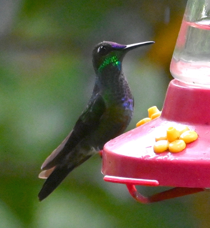 DSC_7701b.jpg