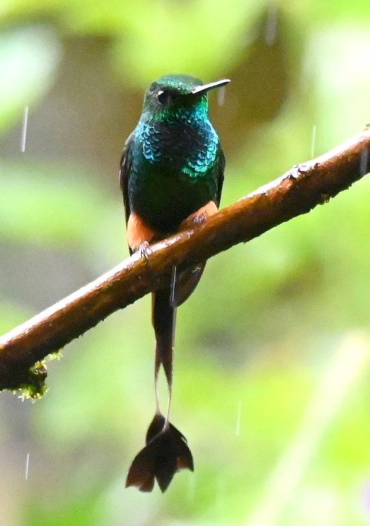 DSC_7718b.jpg