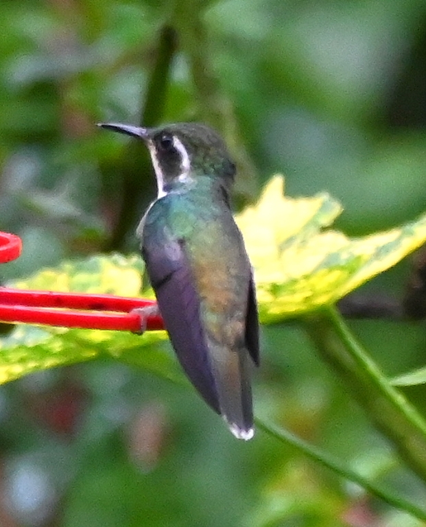 DSC_7830b.jpg
