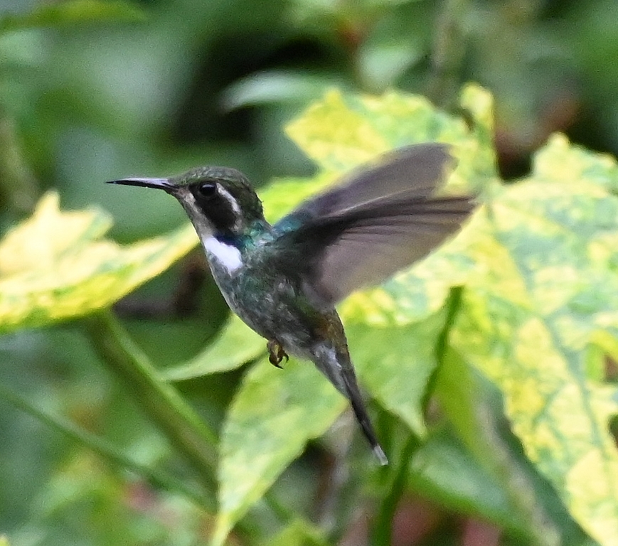 DSC_7838b.jpg