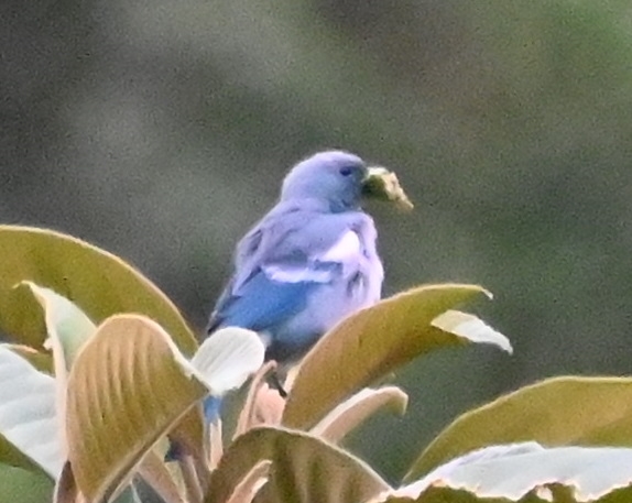 DSC_7901b.jpg