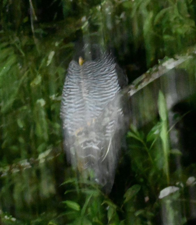 DSC_7916b.jpg