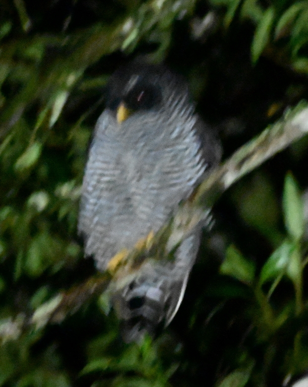 DSC_7925b.jpg