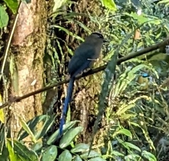 Andean Motmot
taken with my Pixel phone camera because there was not enough light to use the big camera

We started the day's birding by walking down to a hide/blind below the restaurant at San Isidro Lodge.