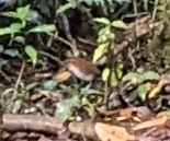 White-bellied Antpitta
taken with my Pixel phone camera from the 'hide' at San Isidro Lodge