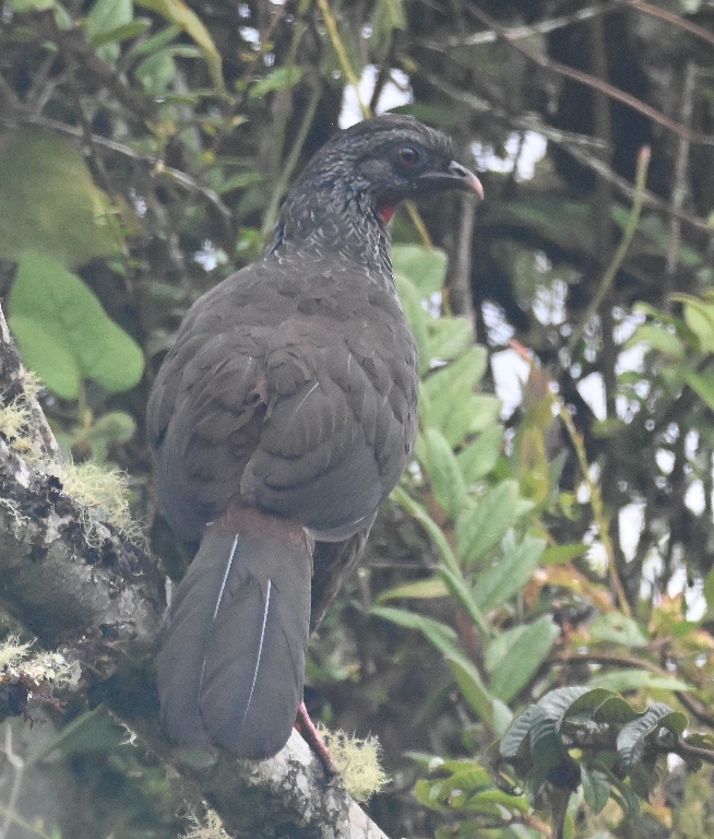 DSC_8037b.jpg
