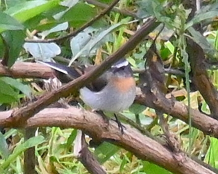 DSC_8045b.jpg