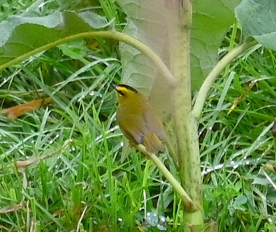 DSC_8078b.jpg