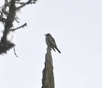 Olive-side Flycatcher 
on a distant snag