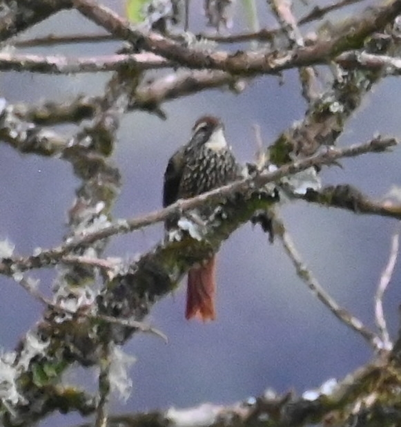 DSC_8103b.jpg