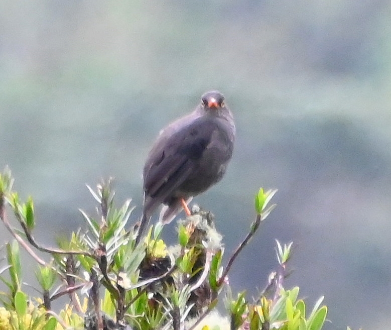 DSC_8105b.jpg