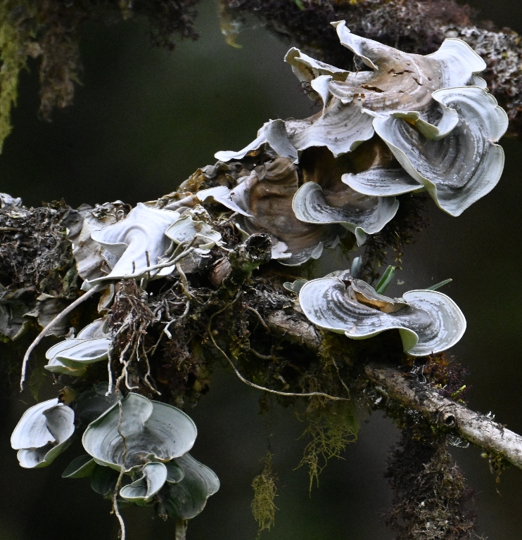 DSC_8139b.jpg