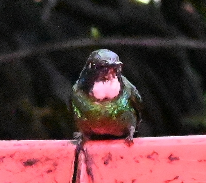 DSC_8214b.jpg