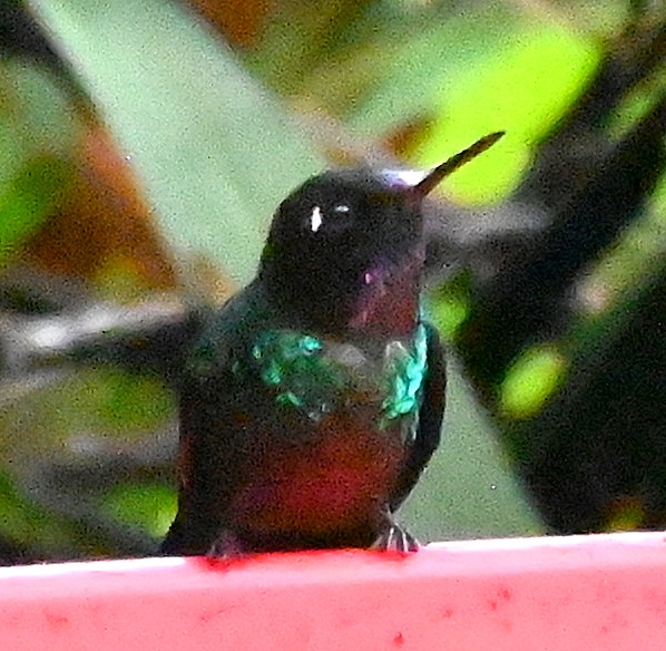 DSC_8226b.jpg