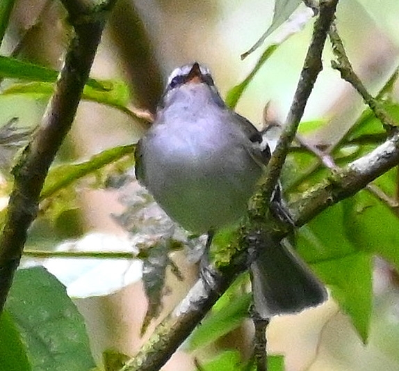 DSC_8302b.jpg