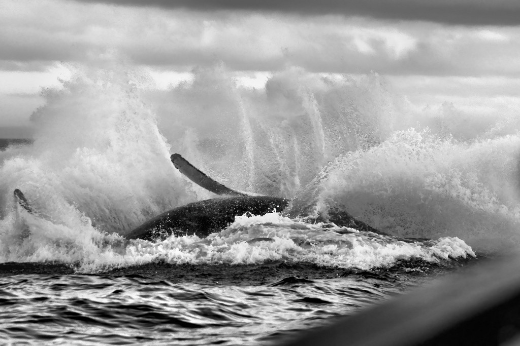 DSC04110 BW
