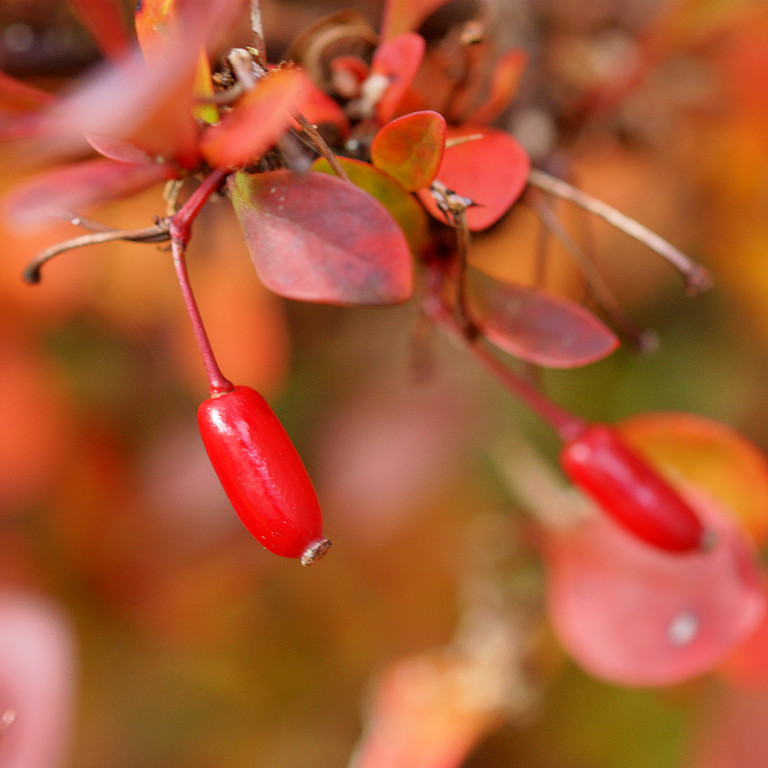 DSC03388 - Barberry In Autumn