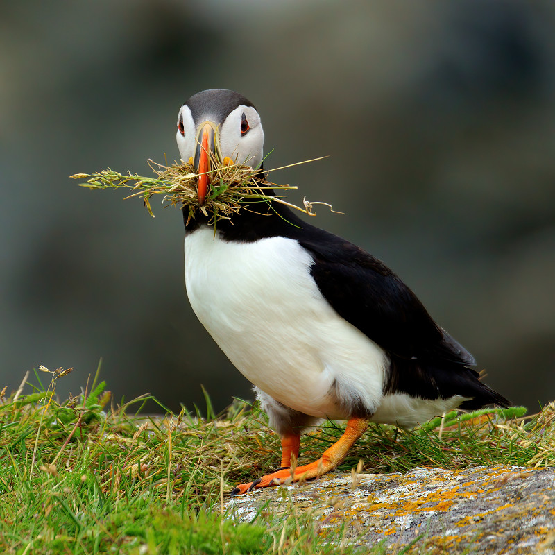 DSC03311- Puffin at Work