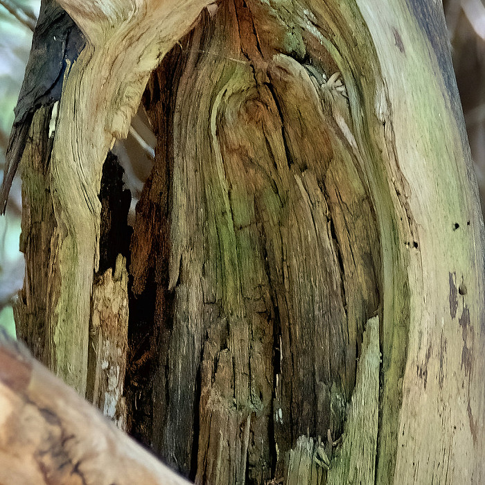 DSC07217 - Nature's Art II