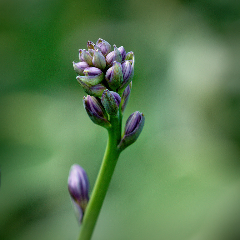 DSC06851 - Hosta Flower Buds