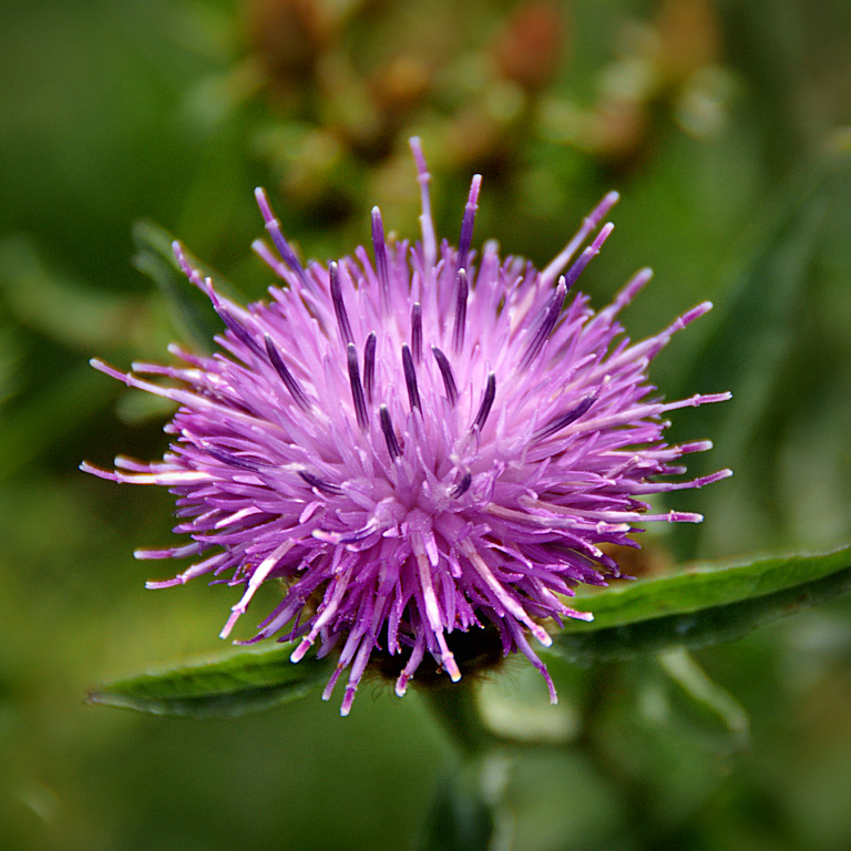 DSC07261 - Knapweed