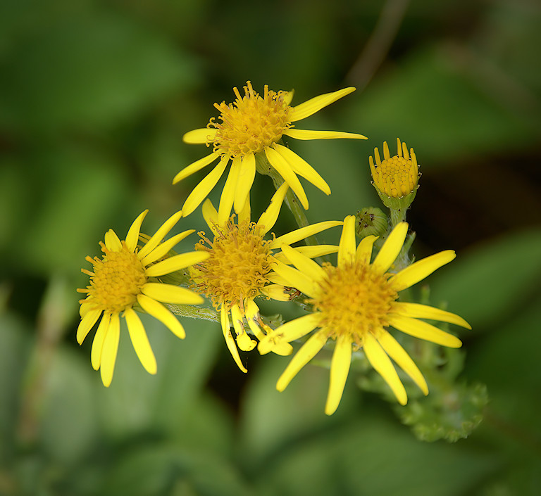 DSC07257-Tansy