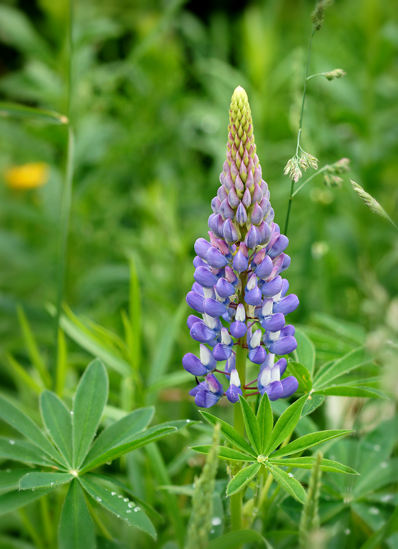 DSC08212 - Lupin