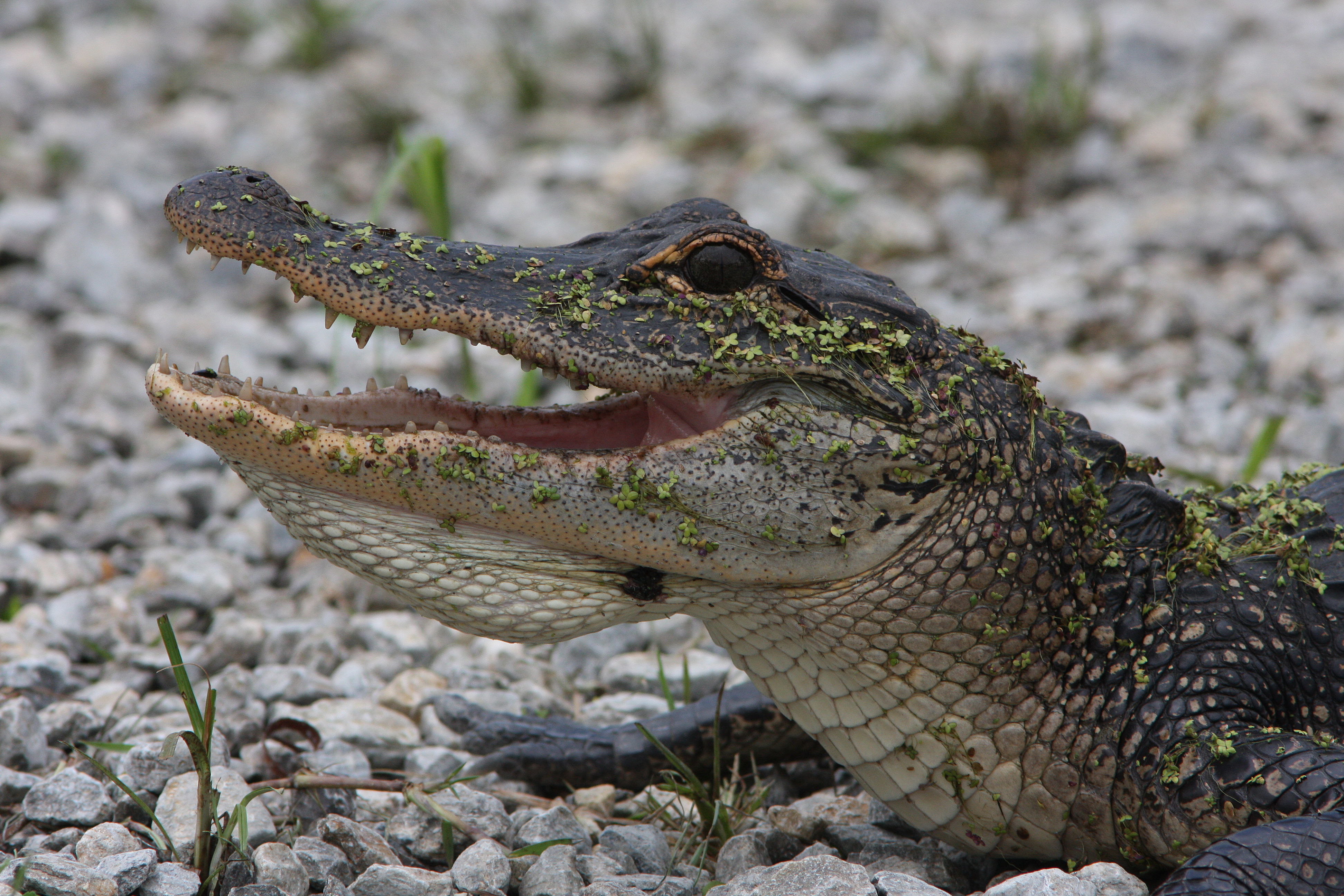 Smiling Alligator