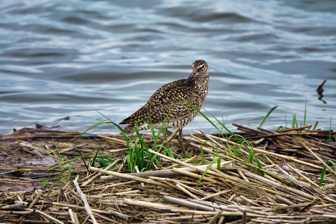 Adult Willet