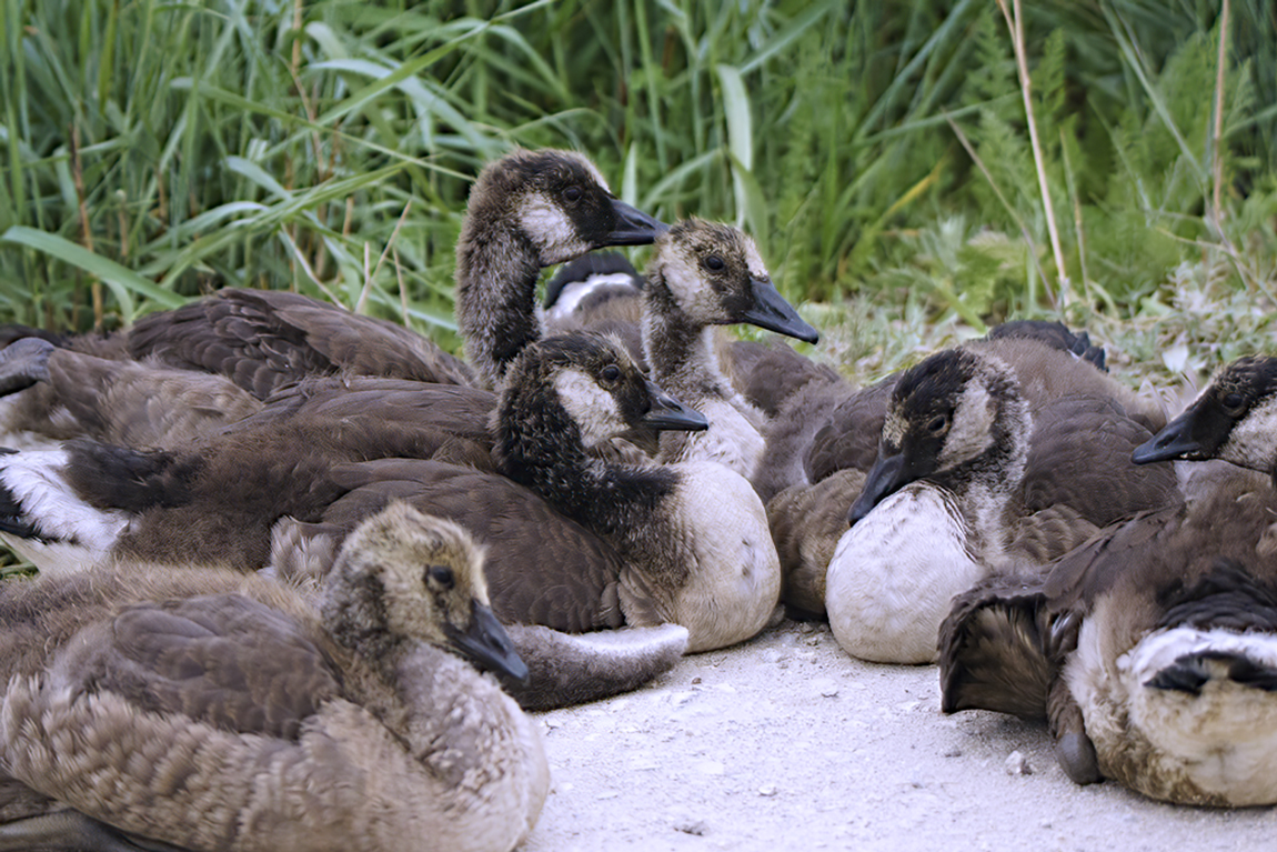 Baby geese.