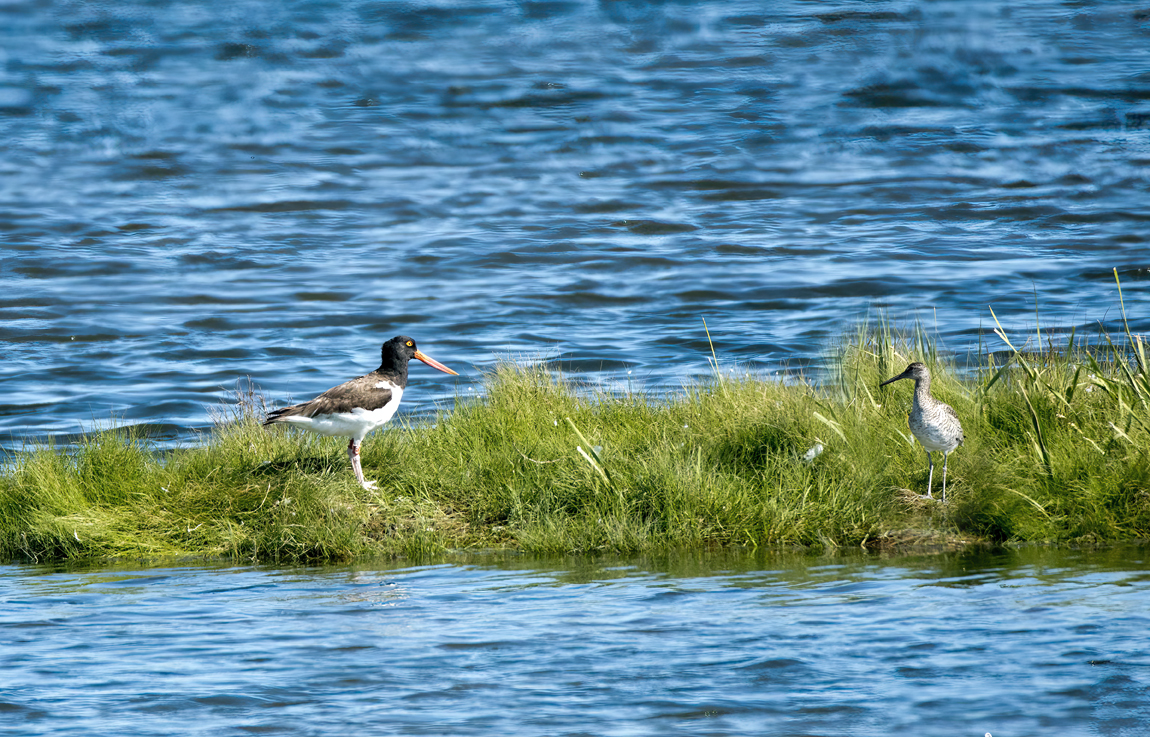 Oyster Catcher and offspring