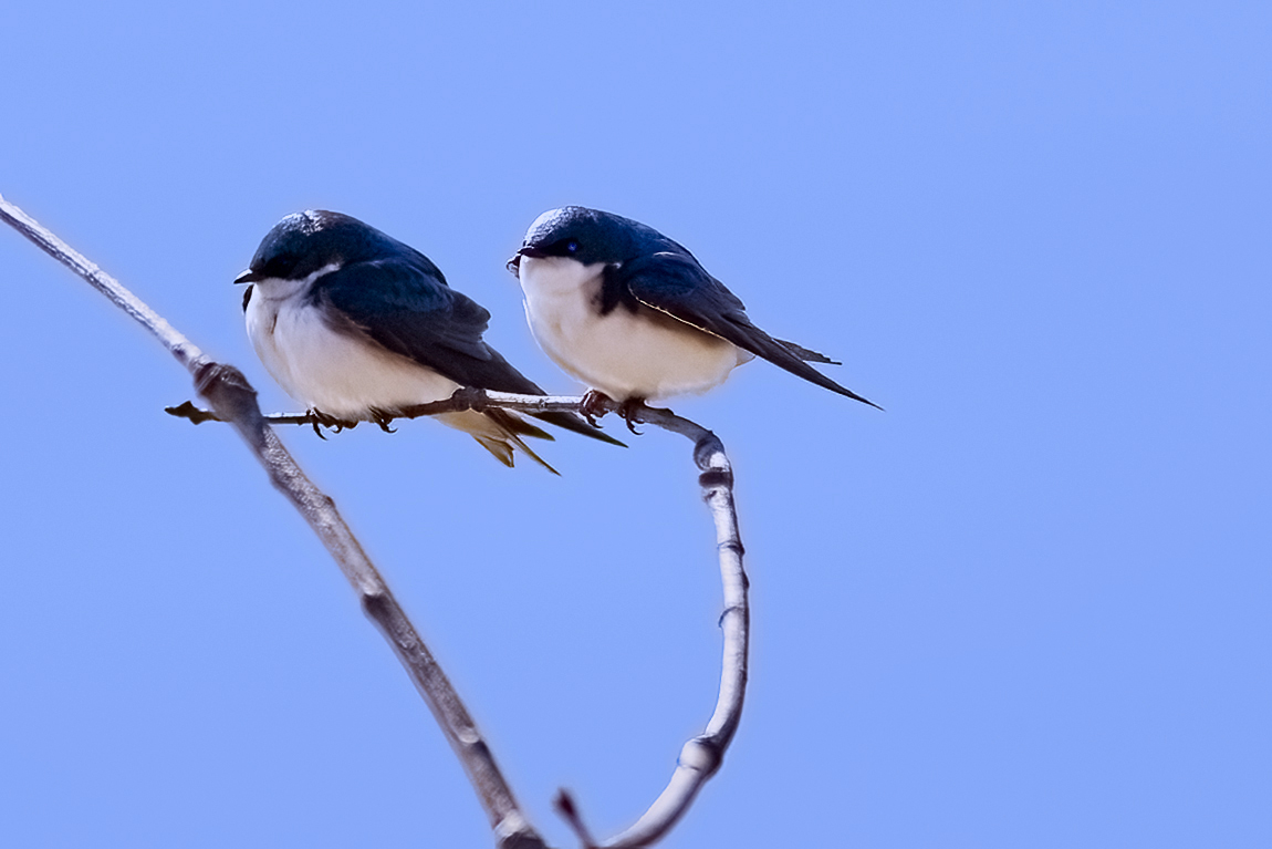 A pair. Tree Swallows