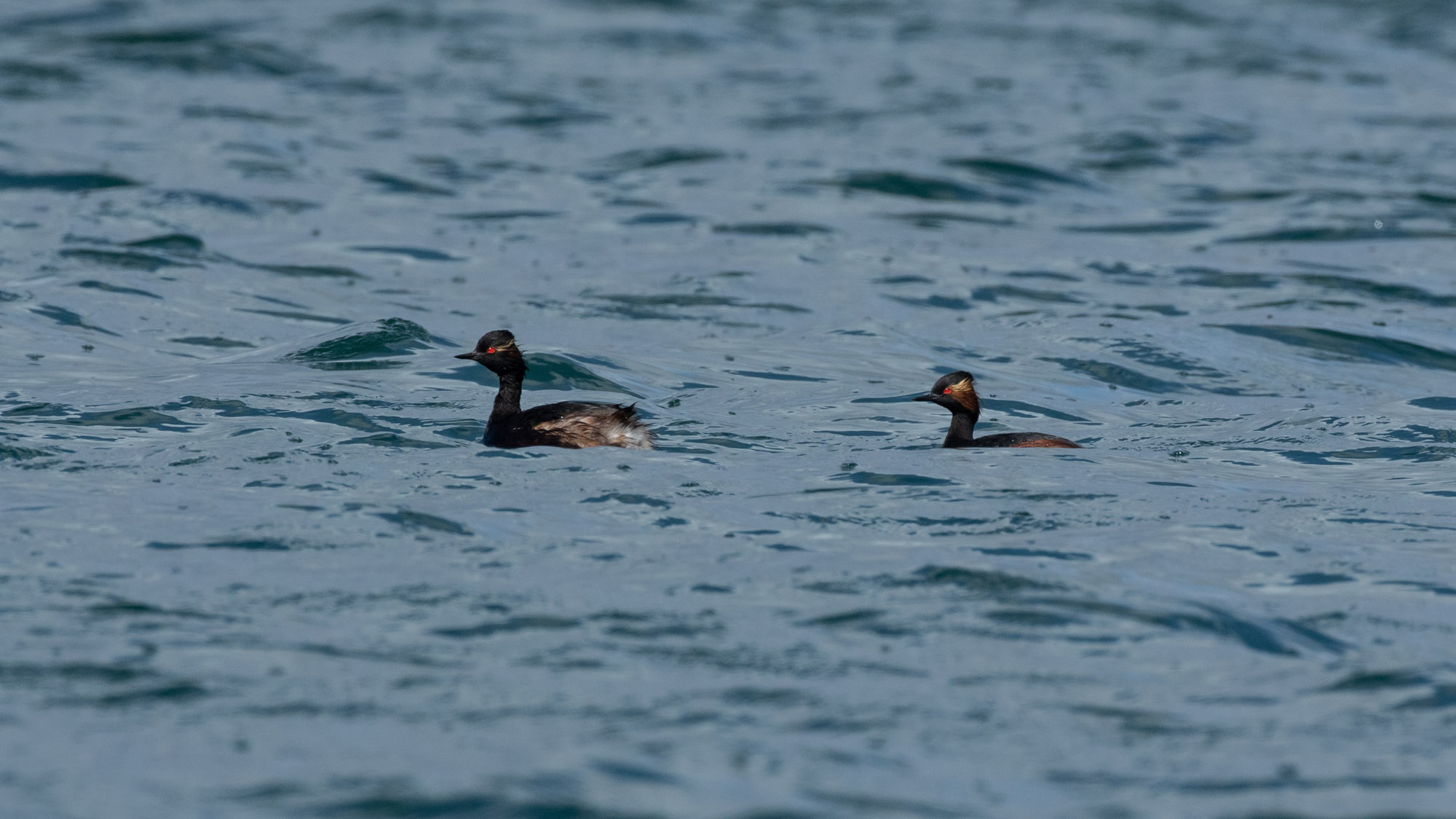 Black-necked Grebe