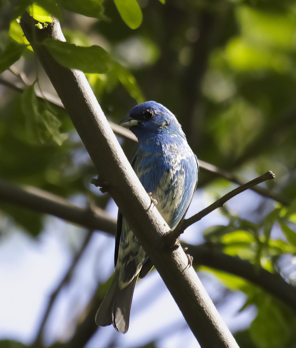 Indigo Bunting
