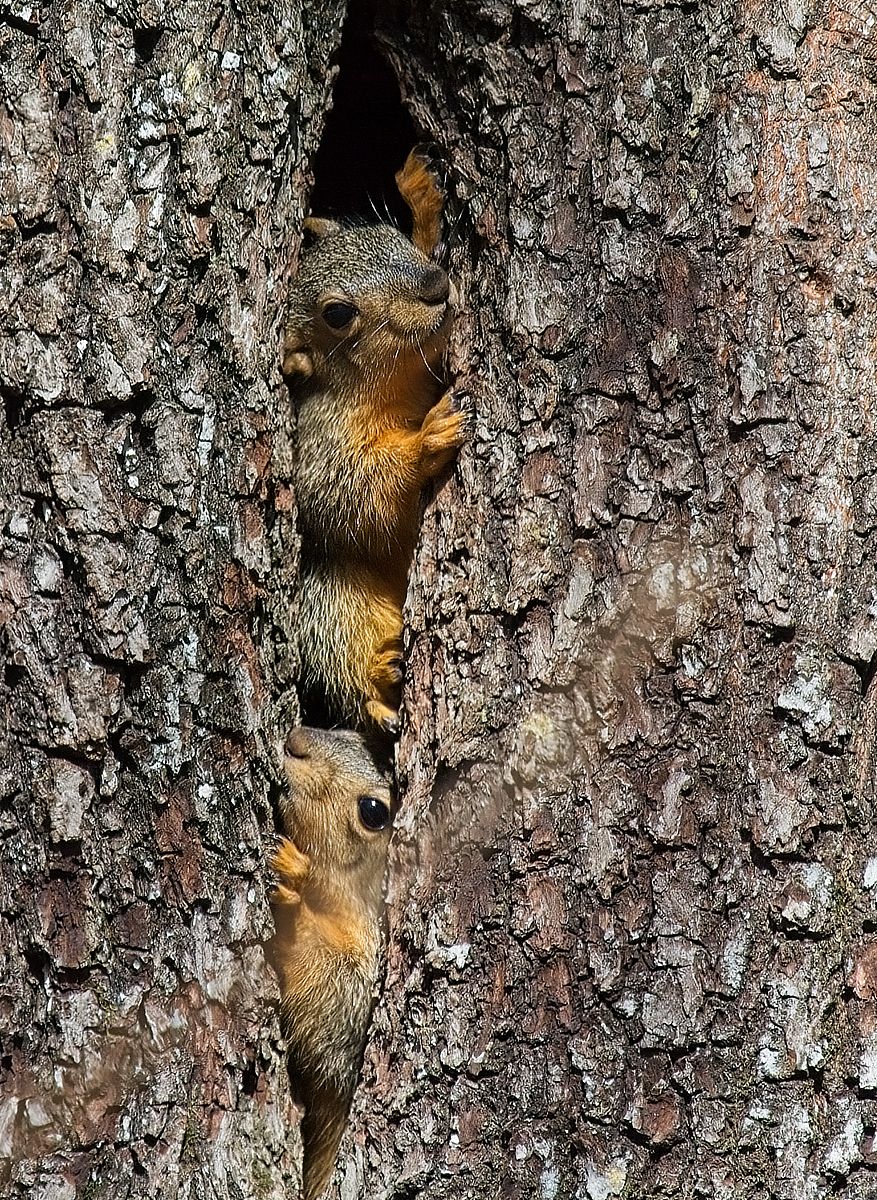 Eastern Fox Squirrel