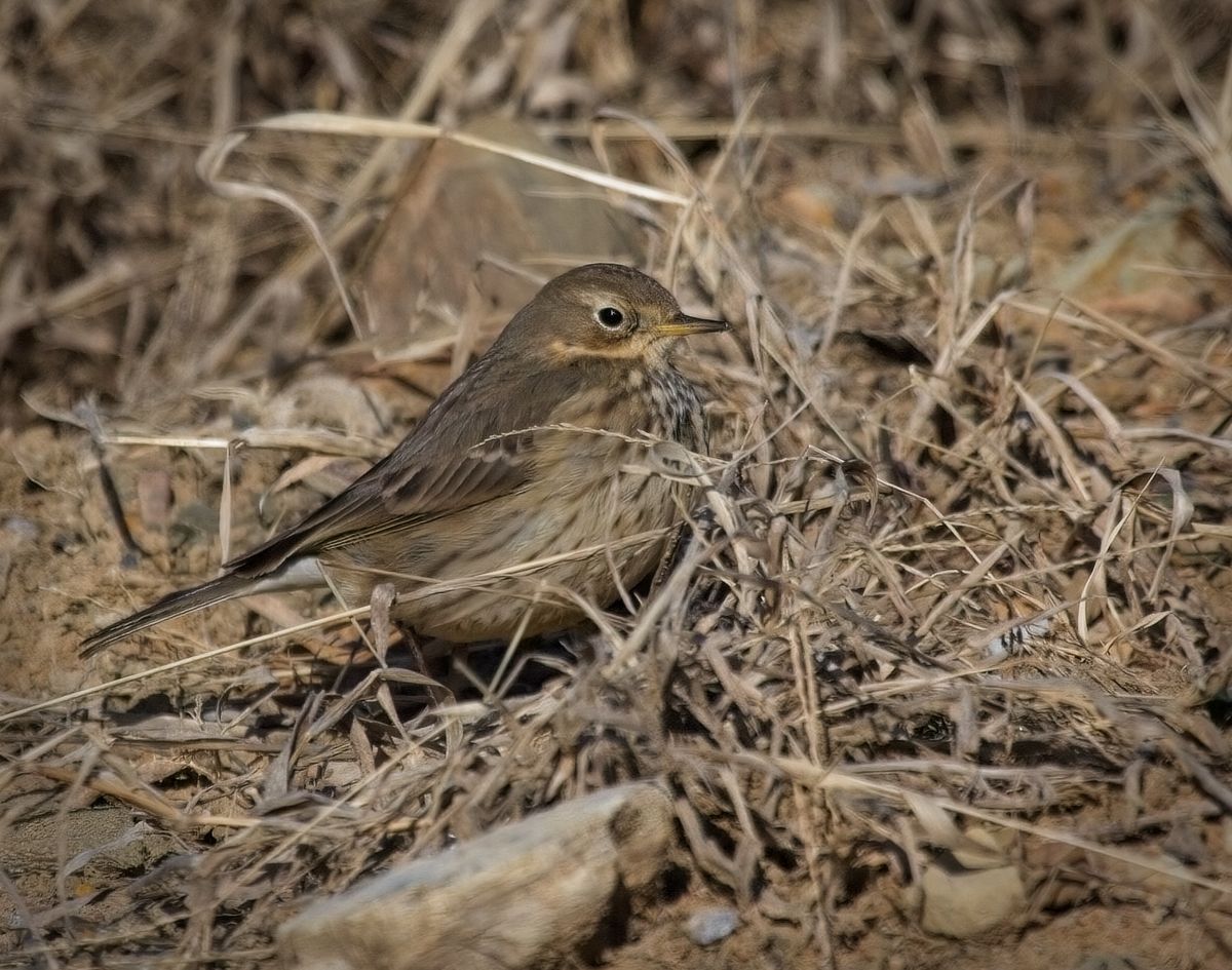 American Pipit
