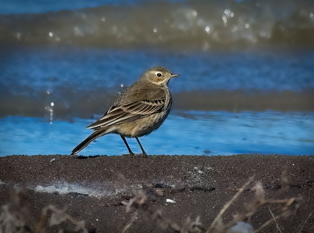 American Pipit
