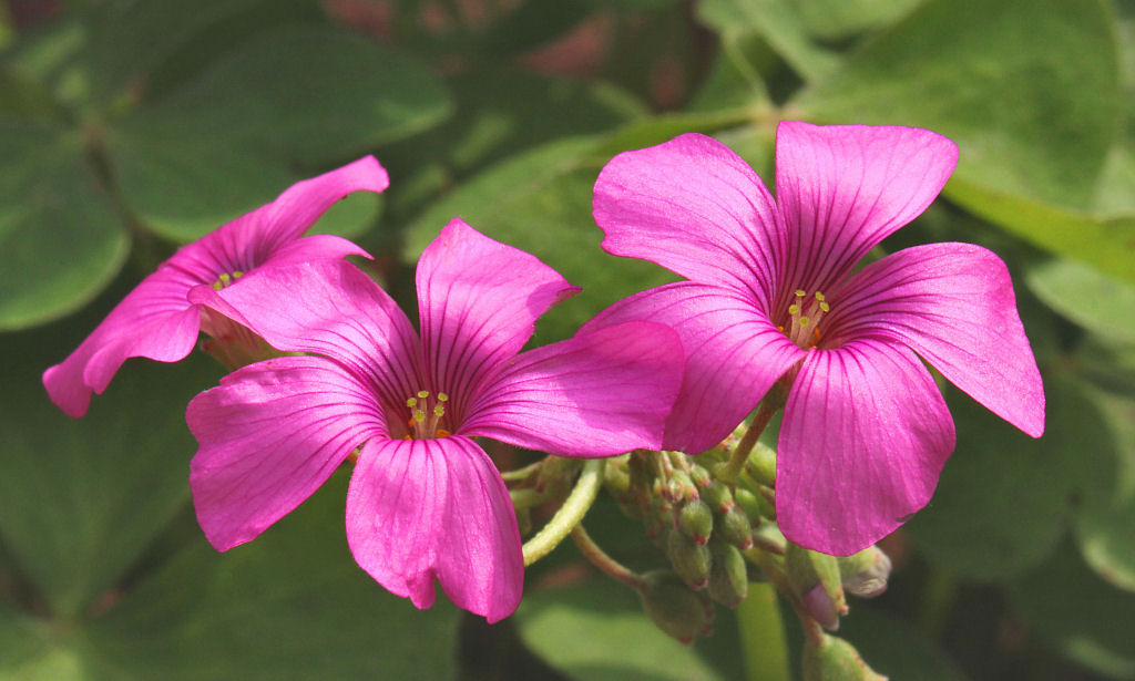 Wood Sorrel (Oxalis).