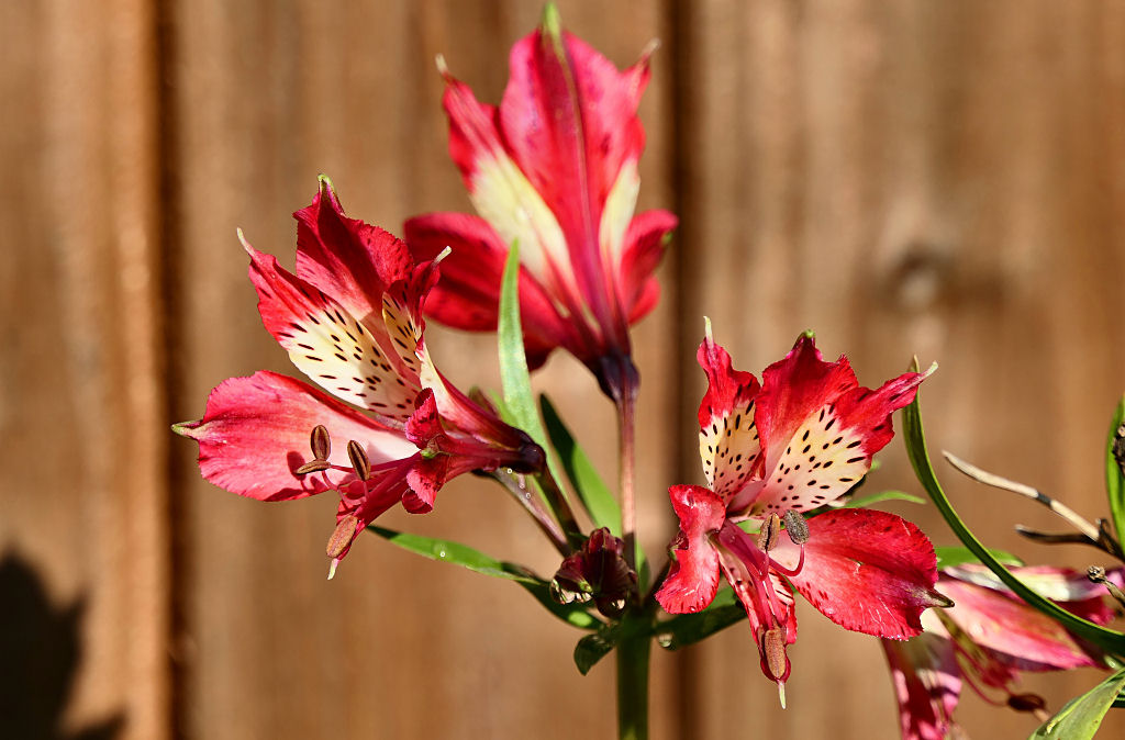 Alstroemeria (Freedom).