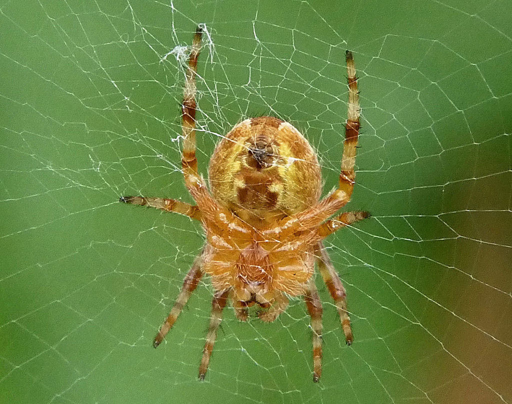 Tiny Spider... (Araneus diadematus).
