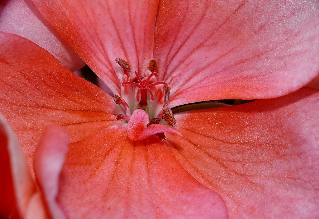 Geranium.