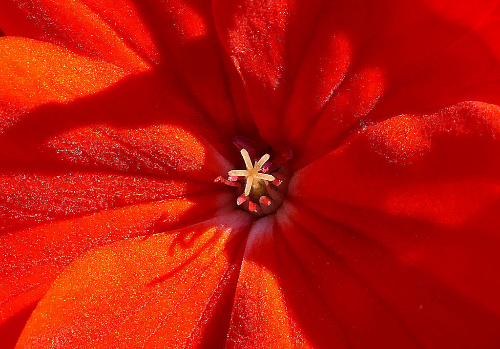 Geranium.
