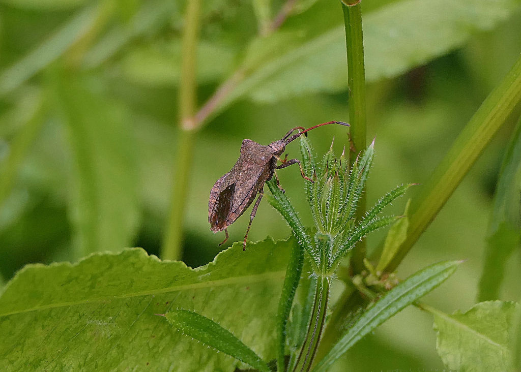 Dock Bug (Coreus marginatus).