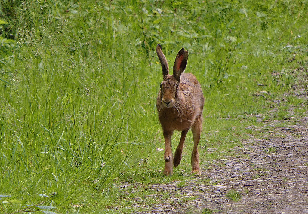 Brown Hare.