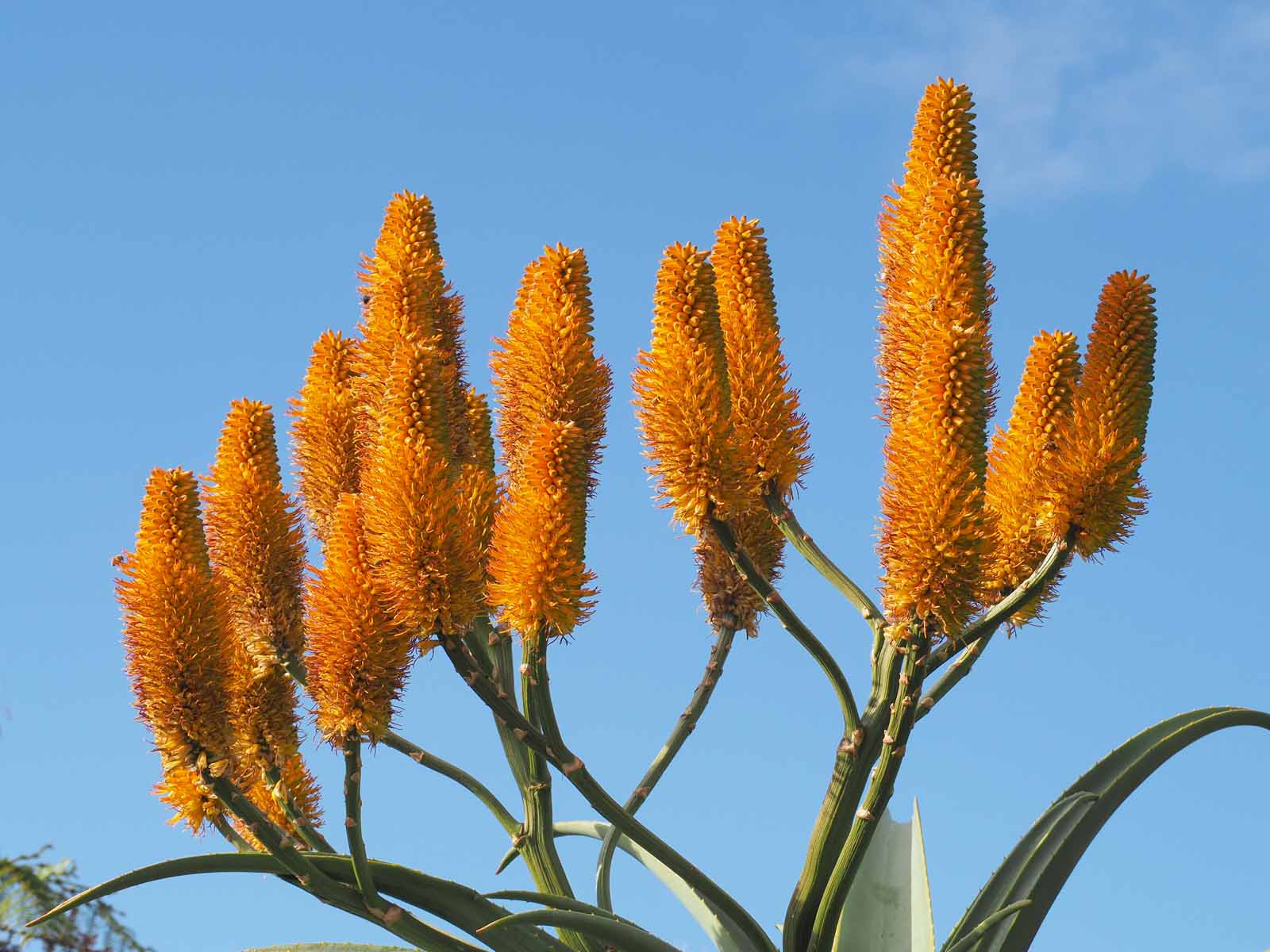 Agave 1