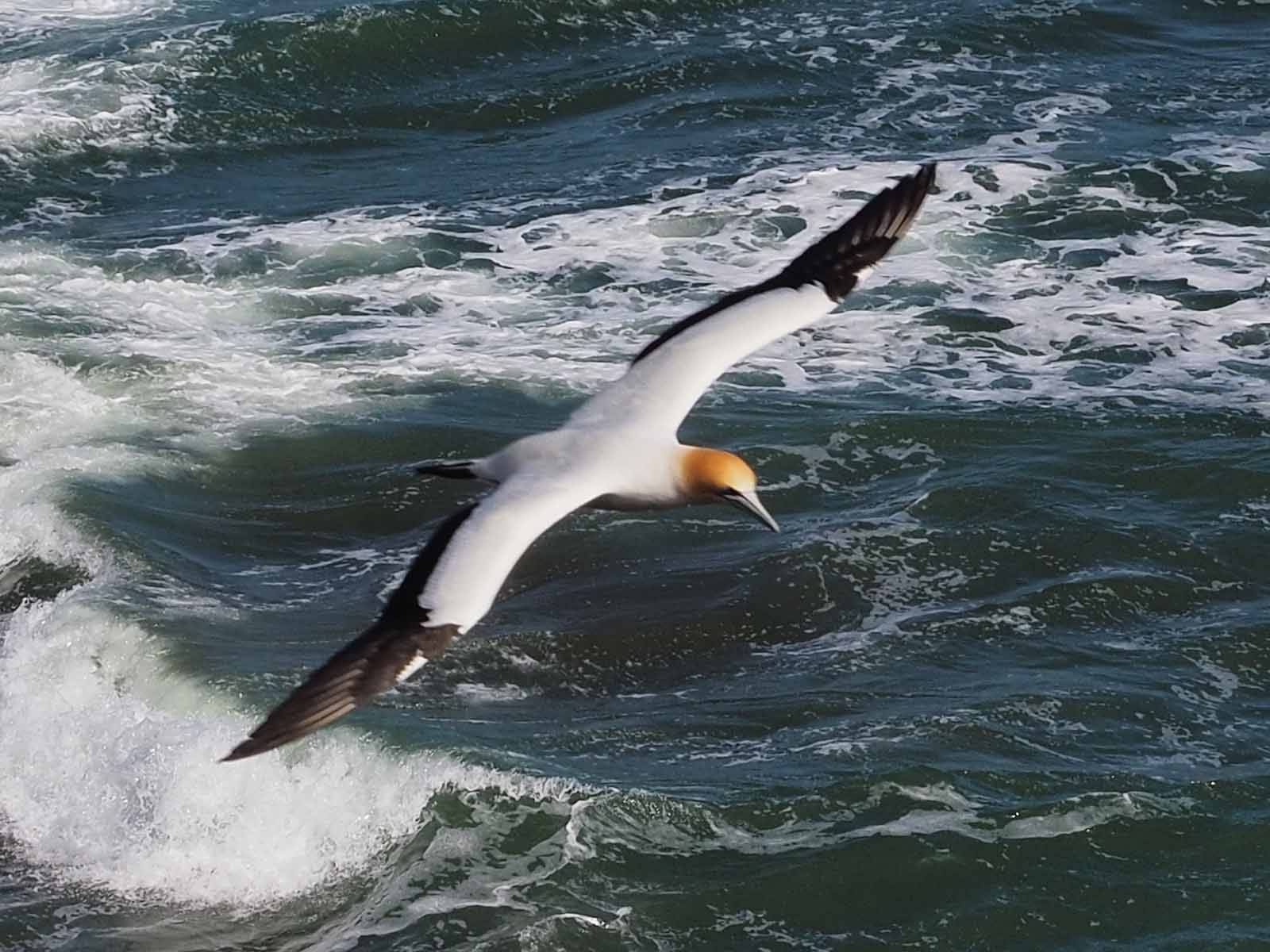 Gannet In Flight 4