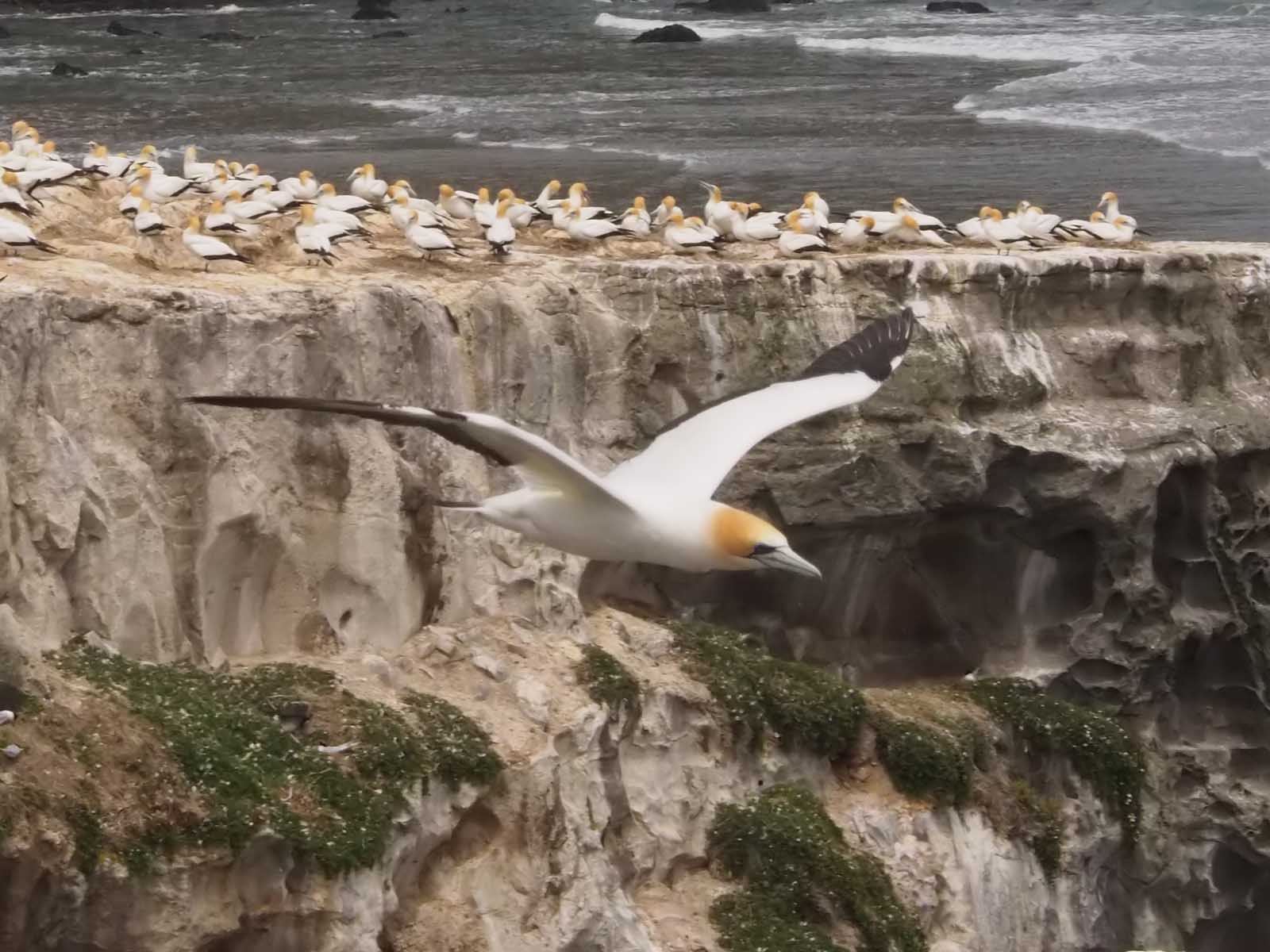 Gannet In Flight 30
