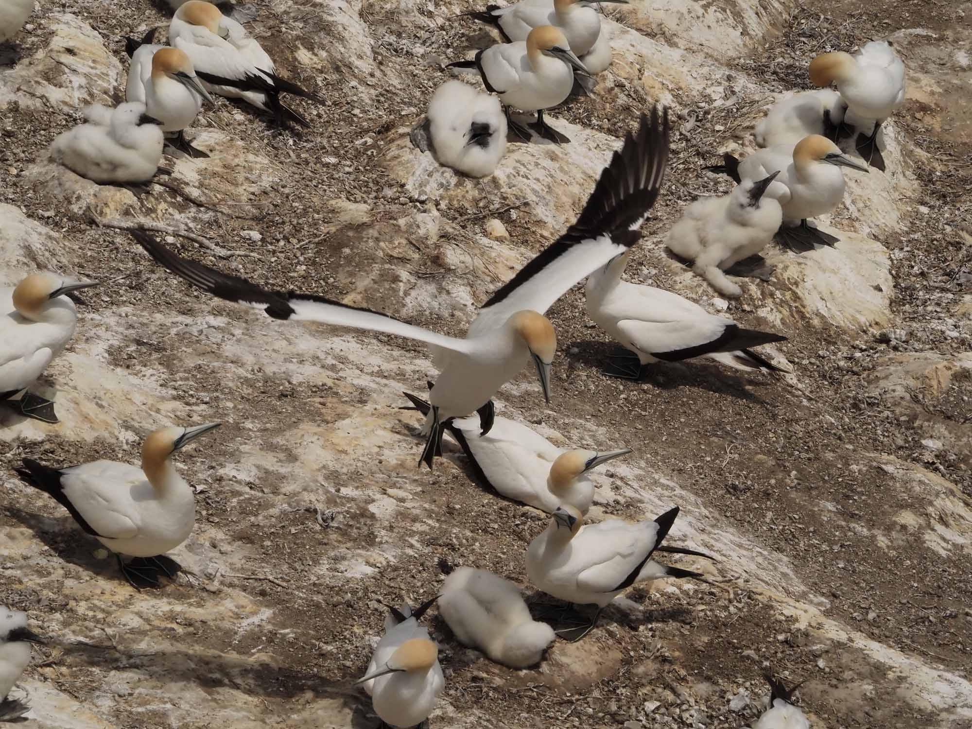 Gannet Landing 1