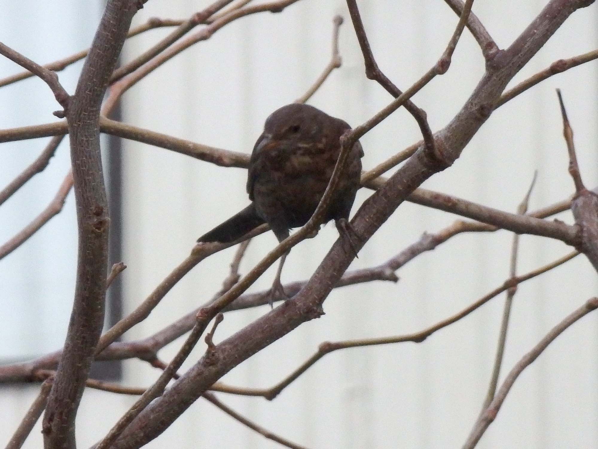 Blackbird 1
