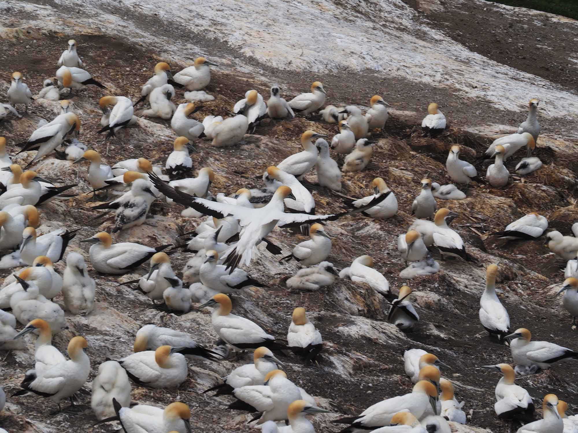Gannet Colony 3